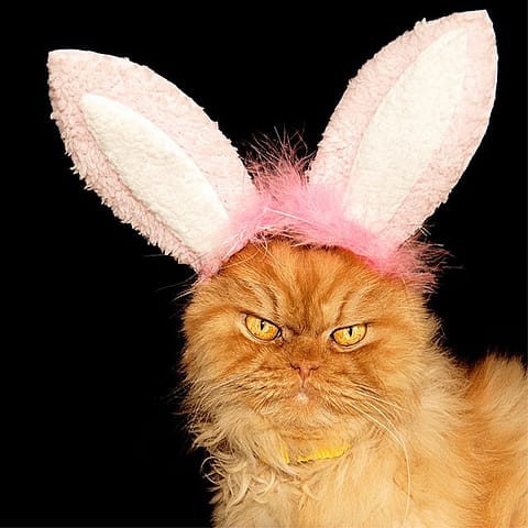 angry cat bunny 570x480 - La Semana Santa y los huevos de Pascua, una tradición muy dulce
